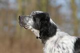 SETTER ANGLAIS 019